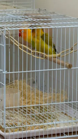 طيور فيشر زوج جميل