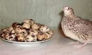 بيض طيور السمان او الفري