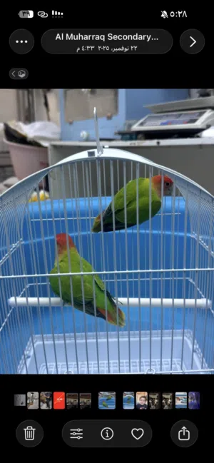 للبيع طيرين روز فيشر ذكر وأنثى أليف ولعوب