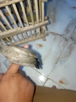 بلابل للبيع سعر التك 25 الف