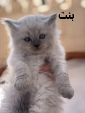 كيتن راغدول بيور شقيه ولعبيه جدا