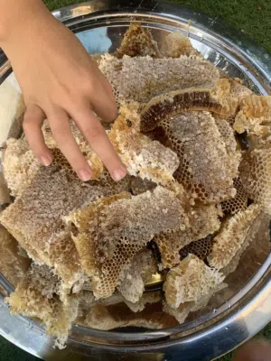 خلايا نحل كامله