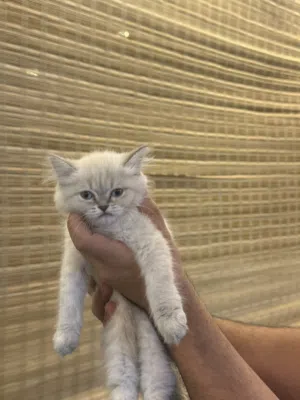 قط همالايا و شيرازي العمر شهرين ونص