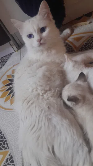 قطة مع أطفالها للتبني