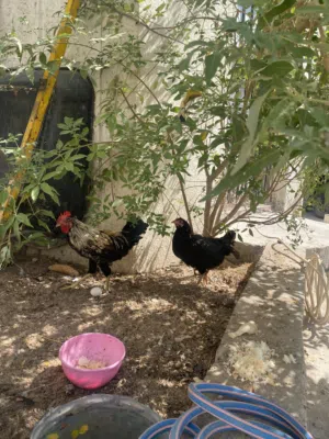 ديك + دجاجه للبيع