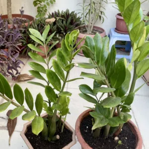 ZZ plant Pair, healthy with pots