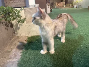 قطط شيرازي للبيع