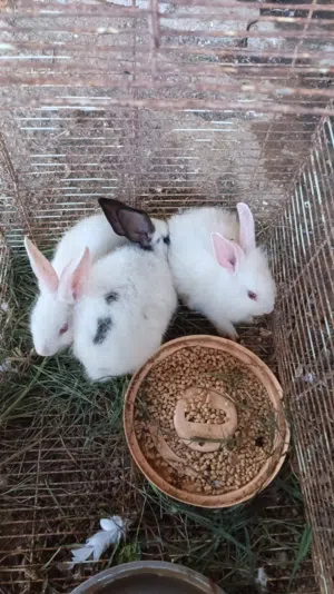 أرنب فرنسي