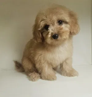 toy poodel