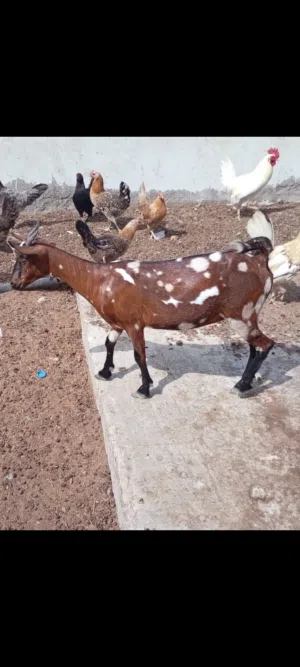 ماعز ظفاريه
