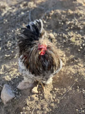 السلام عليكم دجاج للبيع براهما واسترالي