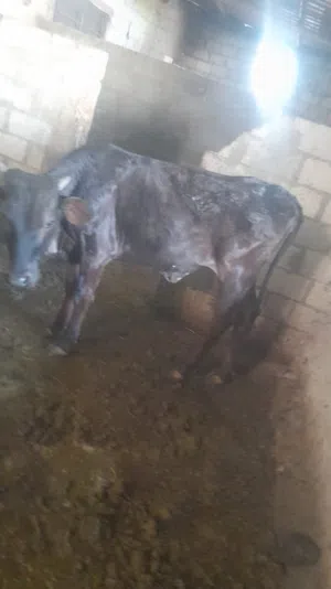 بقره محليه
