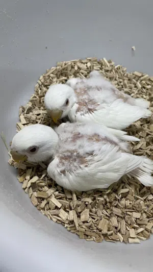 للبيع فروخ روز البينو