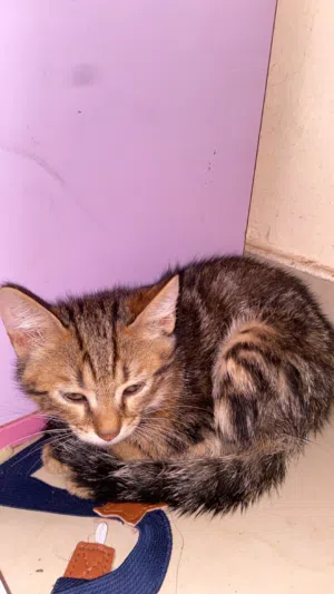 قطه شيرازيه للبيع
