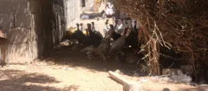 ديك الرومي للبيع المكان جنزور