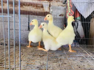 بطوط كوبرا حلوات نشطات 4