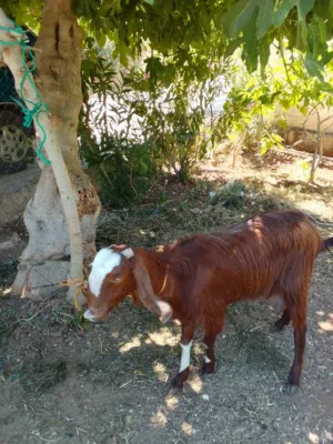 عنزه للبيع