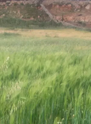 ارض مساحه 8 دونم في جلعد