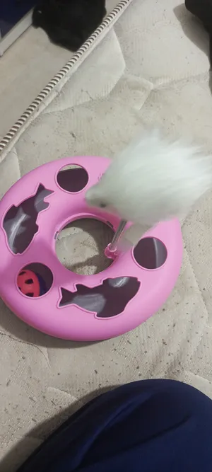 Accessories . Cats0