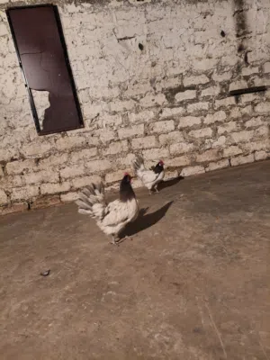 دجاج ونوادر
