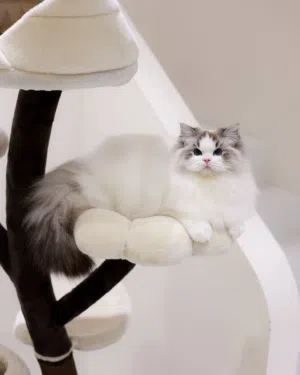 Male Ragdoll kitten available for adoption