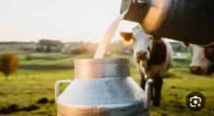 حليب بقري طازج 100% يوميا