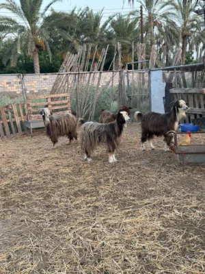 للبيع شوهات امورهن طيبه
