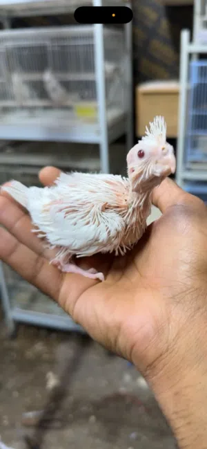 للبيع فرخ كوكتيل البينو عيون حمرة