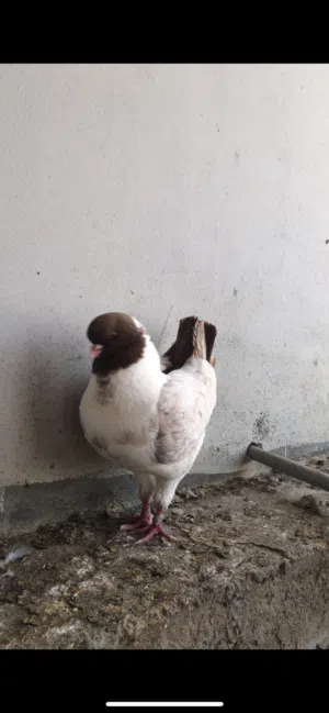 حمام للبيع للجاد يرسل