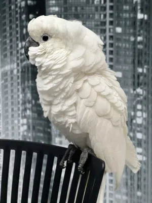 Supper jumbo Umbralla cockatoo