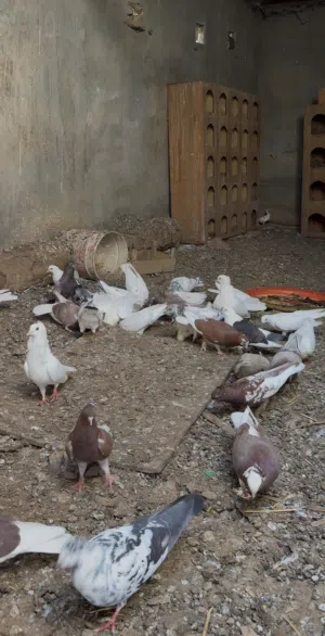 حقم عاديات للبيع