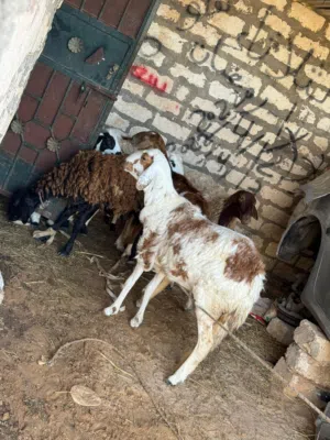 فطيمه هجين للبيع المكان جدايم