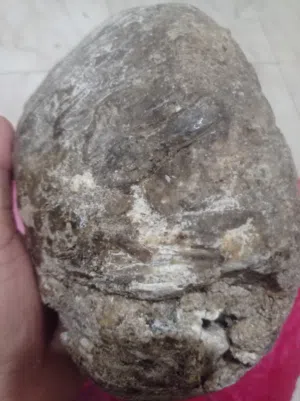 عنبر حوت طبيعي بشهادة مختبر تحليلات تثبت صحته