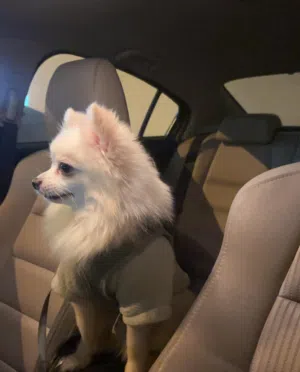For sale Pomeranian