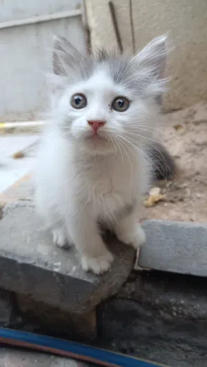 قط شيرازي عمر شهرين