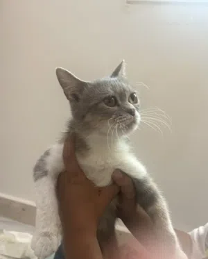 قطة قصيرة  فئة الستاندرد cat for sell
