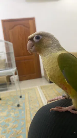 كنيورين و القفص و الأغرض