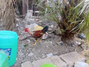 ديج ابو اركيبة