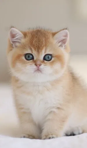 Royal Kittens/ كتن رويال