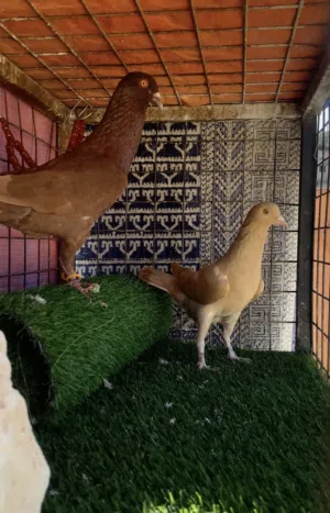 3 جواز مشكلات