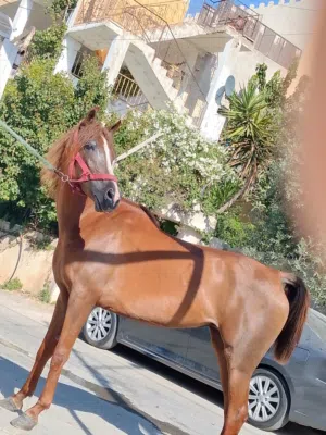 فرس للبيع في السلط