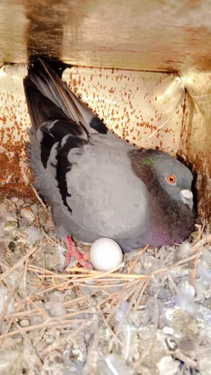 اربعه جواز بناديق مصري