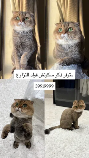 متوفر سكوتش فولد ذكر للتزاوج