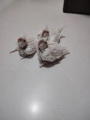 كوكتيل البينو