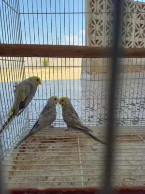 السلام عليكم  تلاته دكوره رينبو