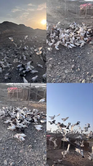 حمام للبيع شوف الوصف مهم جدااا