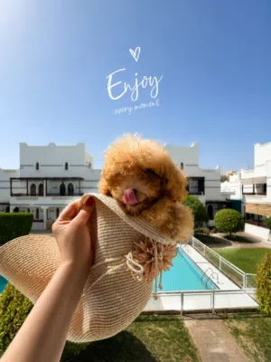 Toy poodle/puppy dog/poodle/توی بودل /بودل /بنت