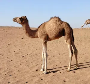 للبيع قعود ود ثلاثه اشهر