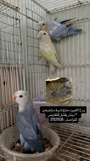 زوج لافبيرد منتج شرط