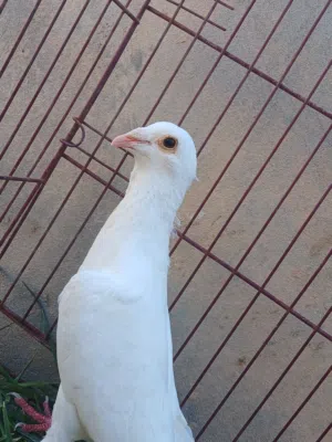 حمامه كينج